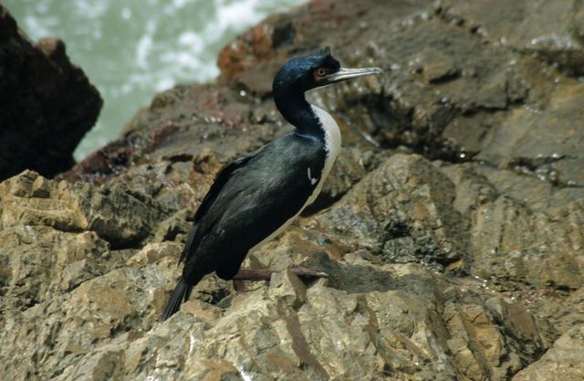 Image:Phalacrocorax bougainvillii1.jpg