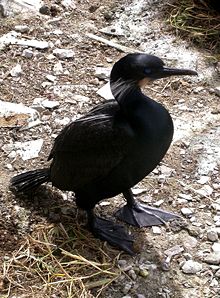 Brandt's Cormorant (Phalacrocorax penicillatus) - crestless, but with ornamental plumes