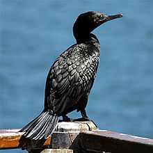 Little Black Cormorant, Phalacrocorax sulcirostris