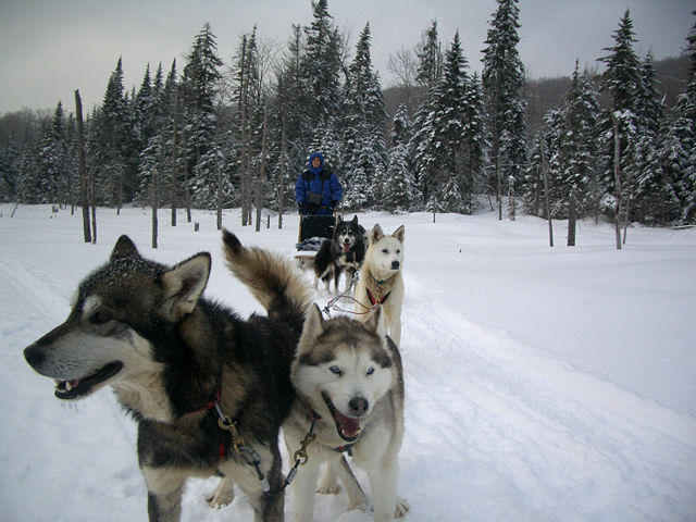 Image:Dogsledquebec.jpg