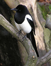 European Magpie Pica pica