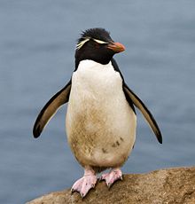 Adult Eudyptes chrysocome chrysocome in the New Island (Falklands Islands) rookery