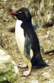 Adult Eudyptes chrysocome chrysocome in the New Island (Falklands Islands) rookery