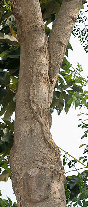 Trunk in Kolkata, West Bengal, India