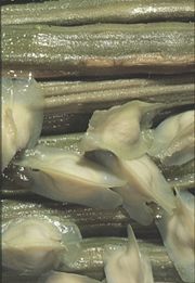 Seeds and fruit of the M. oleifera, ready for cooking