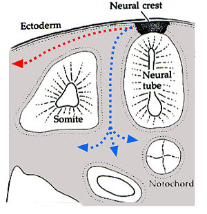 Transverse section of a developing vertebrate trunk showing the dorsolateral (red) and ventromedial (blue) routes of chromatoblast migration.