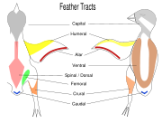 Feather tracts or pterylae and their naming