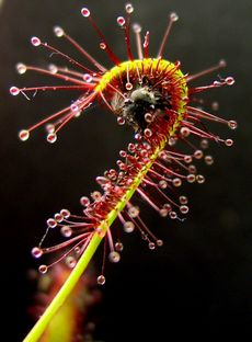 Leaf and tentacle movement on D. capensis