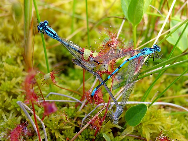 Image:Drosera anglica ne2.jpg