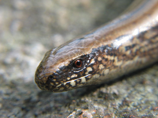 Image:Anguis fragilis 20050721 002.jpg