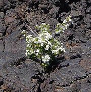 Syringa sp. in North Crater lava flow crack