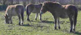 Przewalski's Horse (Equus przewalskii), also known as the Mongolian Wild Horse, or Takhi, was probably an ancestor of the first domestic horses.