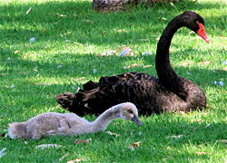 Cygnus atratus and cygnet.