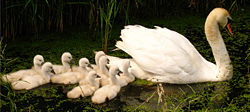 Mute Swan (Cygnus olor) with nine cygnets