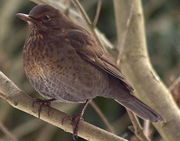 Juvenile T. m. merula