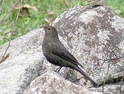 Female of subspecies maximus, at 3,400 m (11000 ft) in Himachal Pradesh