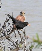 A male attempting to distract a male Kestrel close to its nest