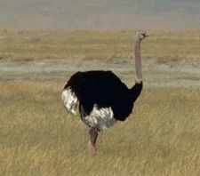 Male Masai Ostrich(Struthio camelus massaicus)