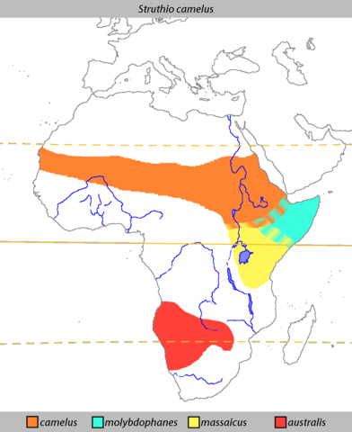 Image:Struthio camelus Distribution.png