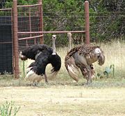 Male and female ostriches "dancing".