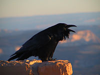 Common Raven