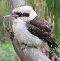 Laughing Kookaburra