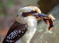 Kookaburra with barbecue meat scraps