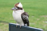 Kookaburra perched on a sign