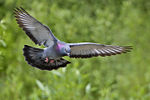 Rock Pigeon in flight