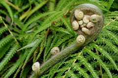 Athyrium filix-femina unrolling young frond