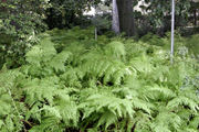 Ferns at the Royal Melbourne Botanical Gardens