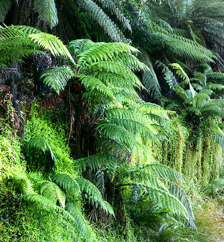 Image:Ferns02.jpg