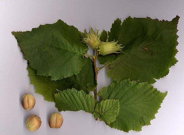 Image:Corylus avellana.jpg