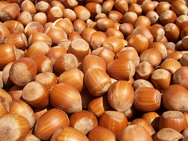 Image:Hazelnuts.jpg