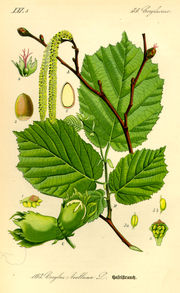 Common Hazel - from Thom�, Flora von Deutschland, �sterreich und der Schweiz, 1885