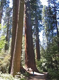 Calaveras Big Trees State Park