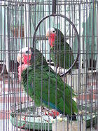 Pet Cuban Amazons in Cuba