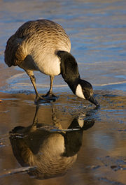 Looking for food on a partially frozen pond