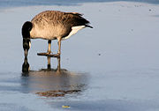 On a frozen lake in Edison, US