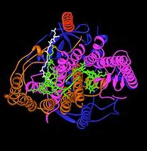 Bacterial photosynthetic reaction centre.