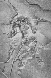 Archaeopteryx, the earliest known bird