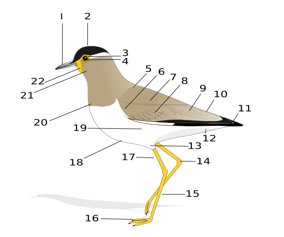 Image:Birdmorphology.svg