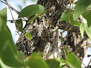 The plumage of the African Scops Owl allows it to blend in with its surroundings.