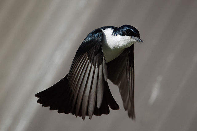 Image:Restless flycatcher04.jpg