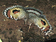 The startling display of the Sunbittern mimics a large predator.