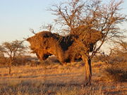 The nesting colonies of the Sociable Weaver are amongst the largest bird-created structures.