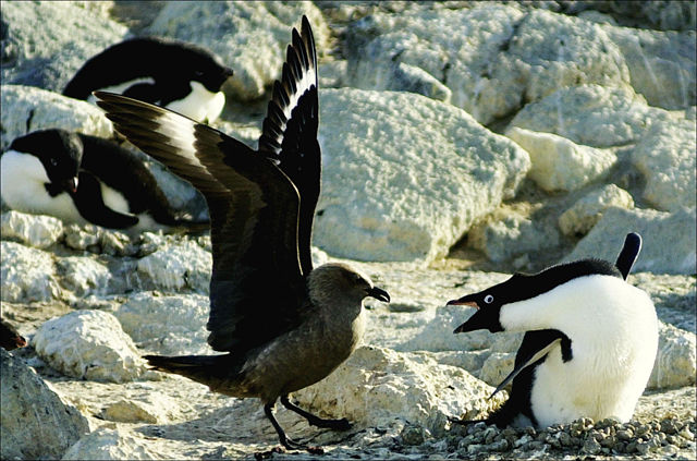 Image:Skua and penguin.jpeg