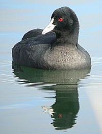 Eurasian Coot