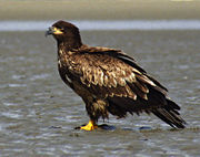 Juvenile, on sand.