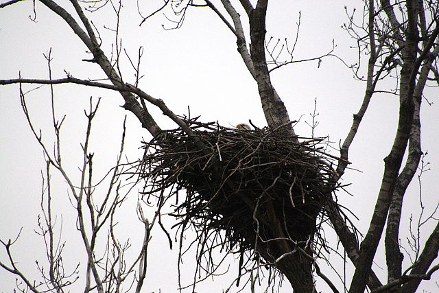 Image:Bald eagle nesting.JPG